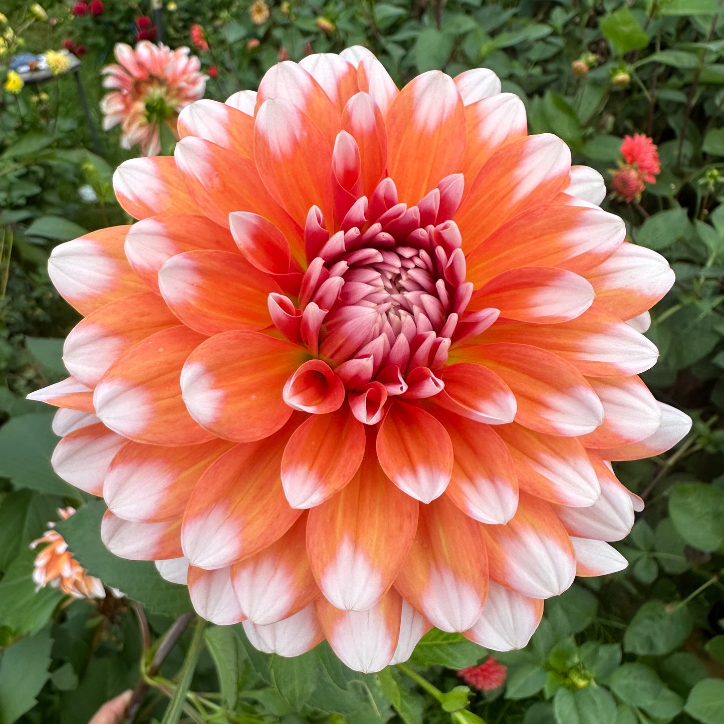 Dahlia A La Mode