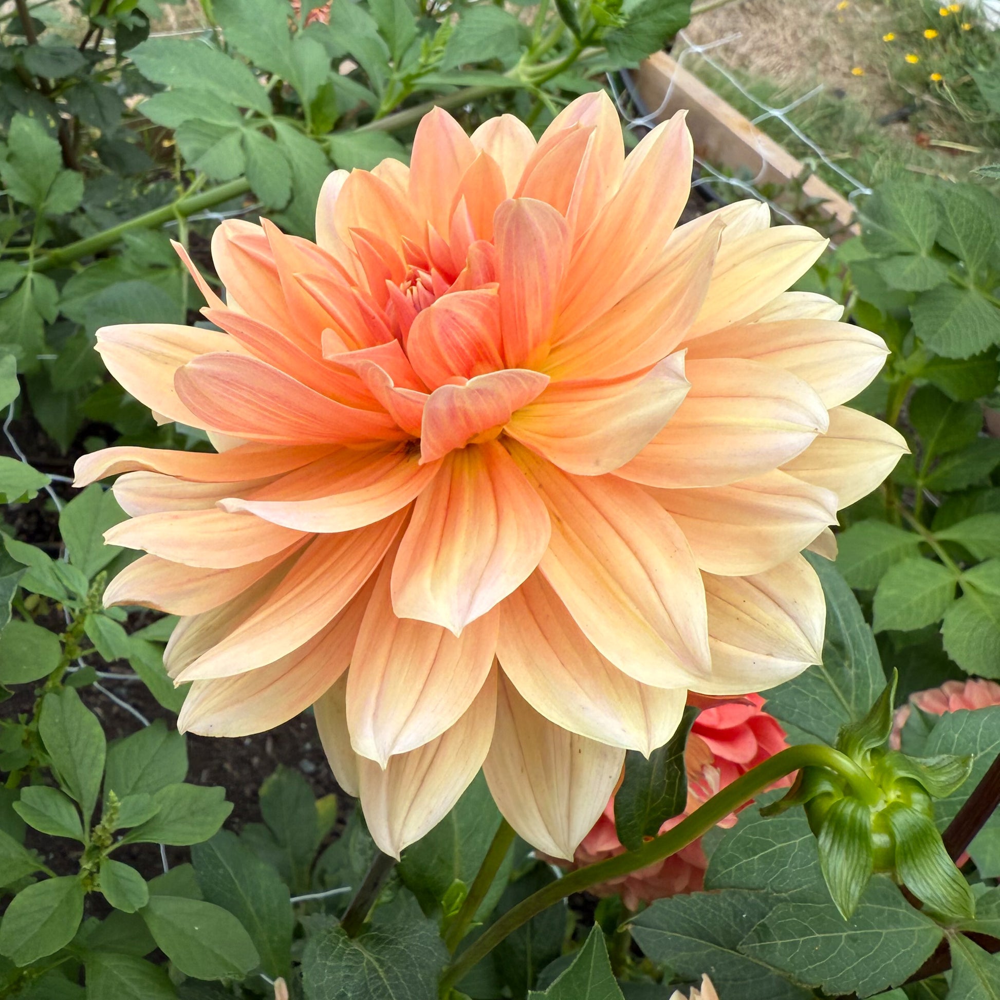 sweet valley flowers apricot desire dahlia soft peach flower with darker orange centres langley bc 