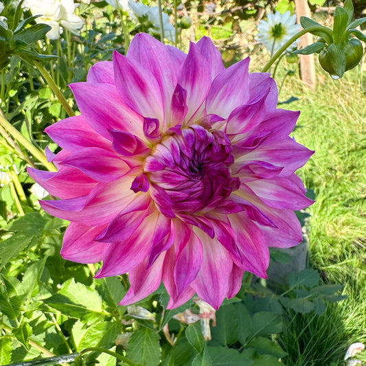 Dahlia Bahama Mama