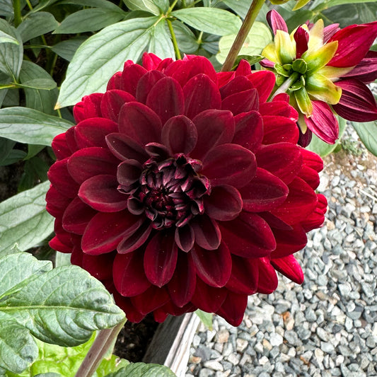 sweet valley flowers black satin red dahlia tuber