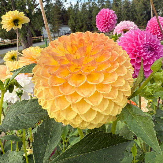 Sweet Valley Flowers Blighton Softer Gleam Dahlia yellow ball dahlia with darker orange centres langley BC 