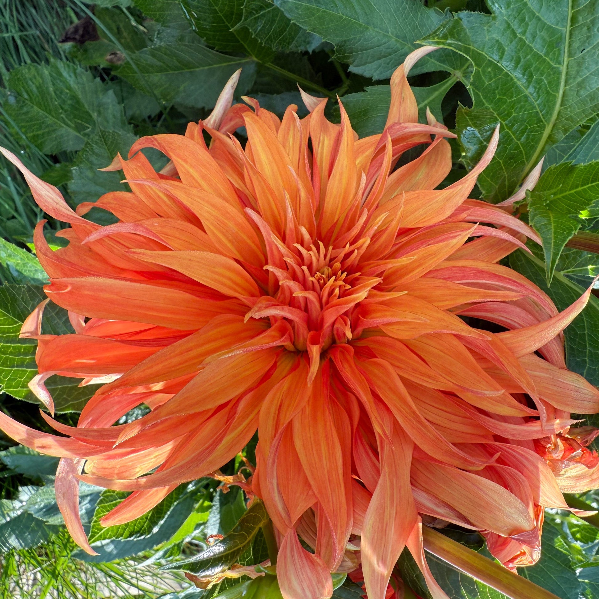 sweet valley flowers orange dahlia flower bloomquist jean langley bc 