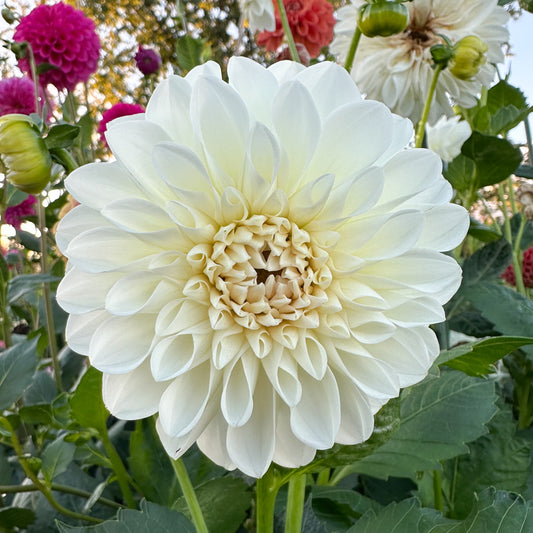 Sweet Valley Flowers Boom Boom White flower tuber