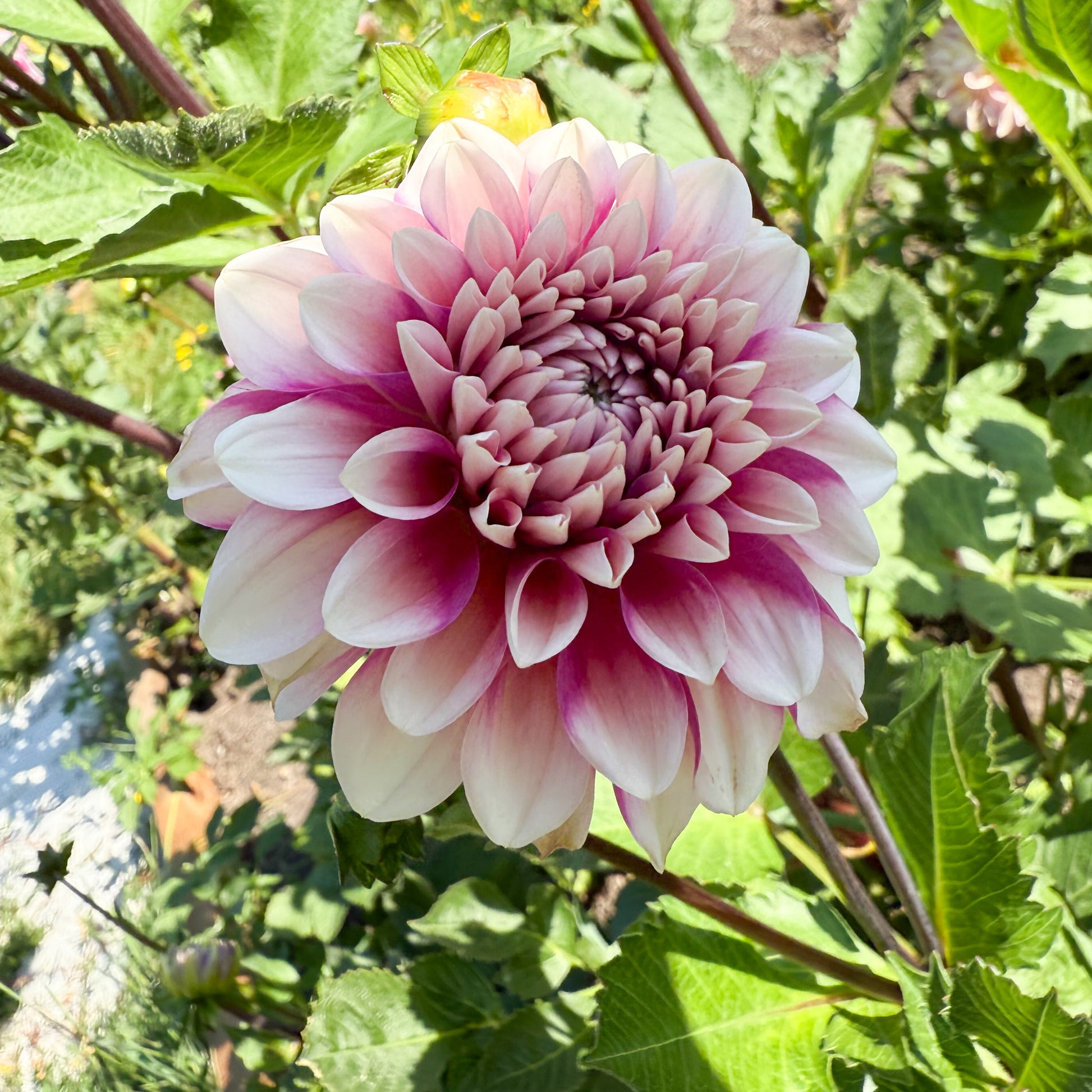 Sweet Valley Flowers bowser denyse dahlia pink flower with white tips langley bc 