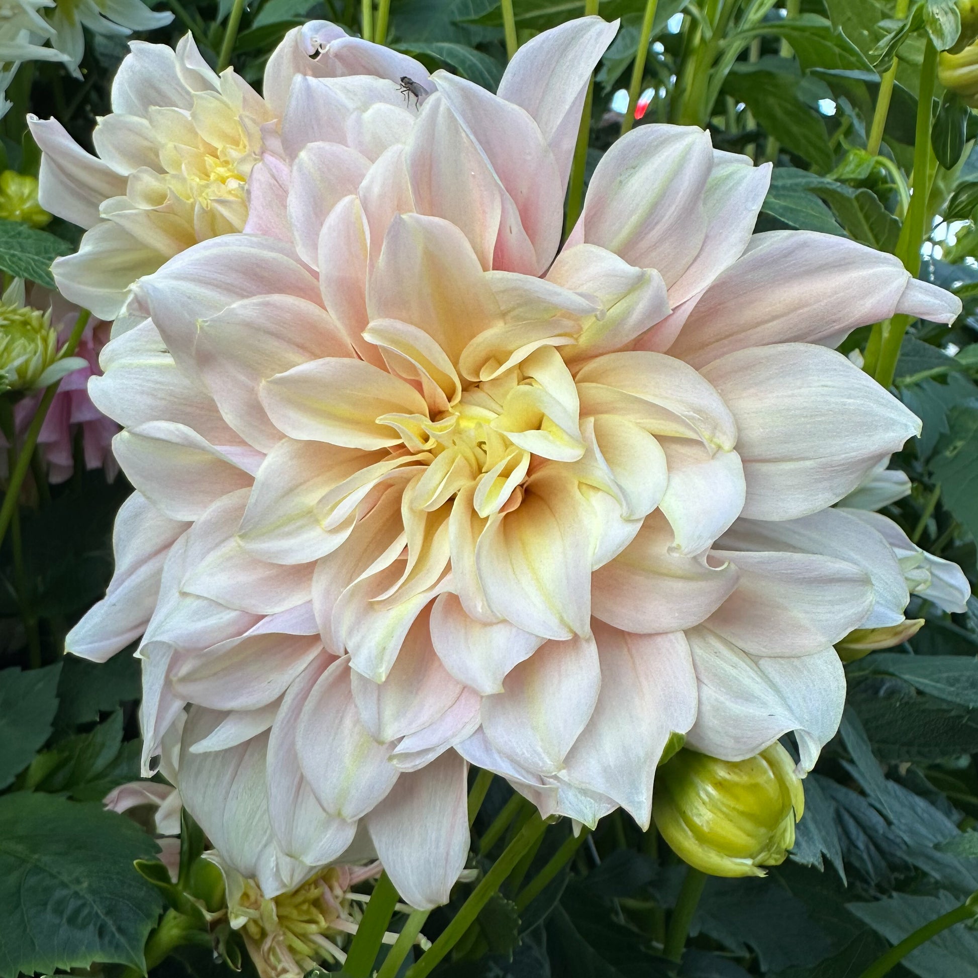 sweet valley flowers breakout dahlia tuber
