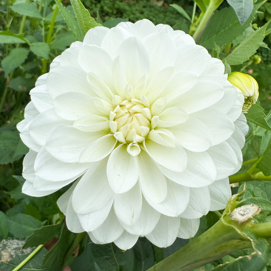 sweet valley flowers bride to be white dahlia tuber