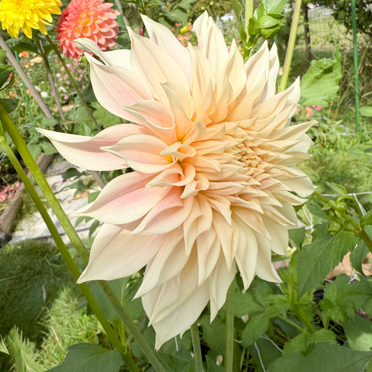 sweet valley flowers cafe au lait cream coloured dahlia langley bc 