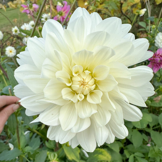 Sweet Valley Flowers Carl Chilson White Dahlia Tuber