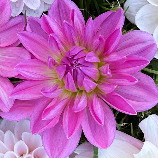 Sweet Valley Flowers Carmen Bunky Pink Dahlia Tuber