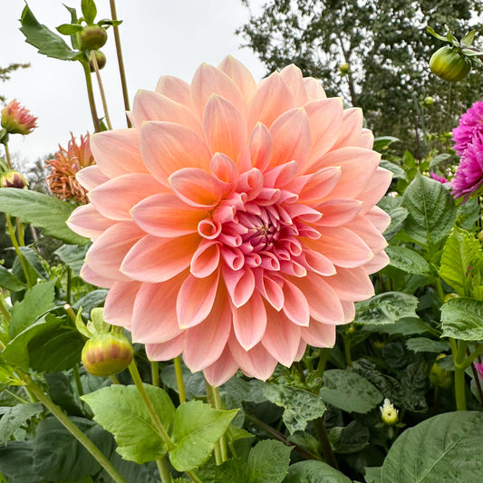 Dahlia Castle Drive