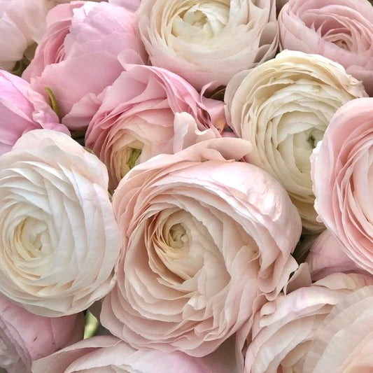 close up of chamallow ranunculus sweet valley flowers