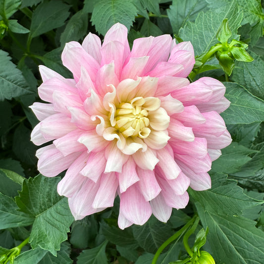 Dahlia Chilson's Pride