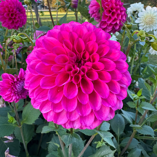 Dahlia Chimicum Katie
