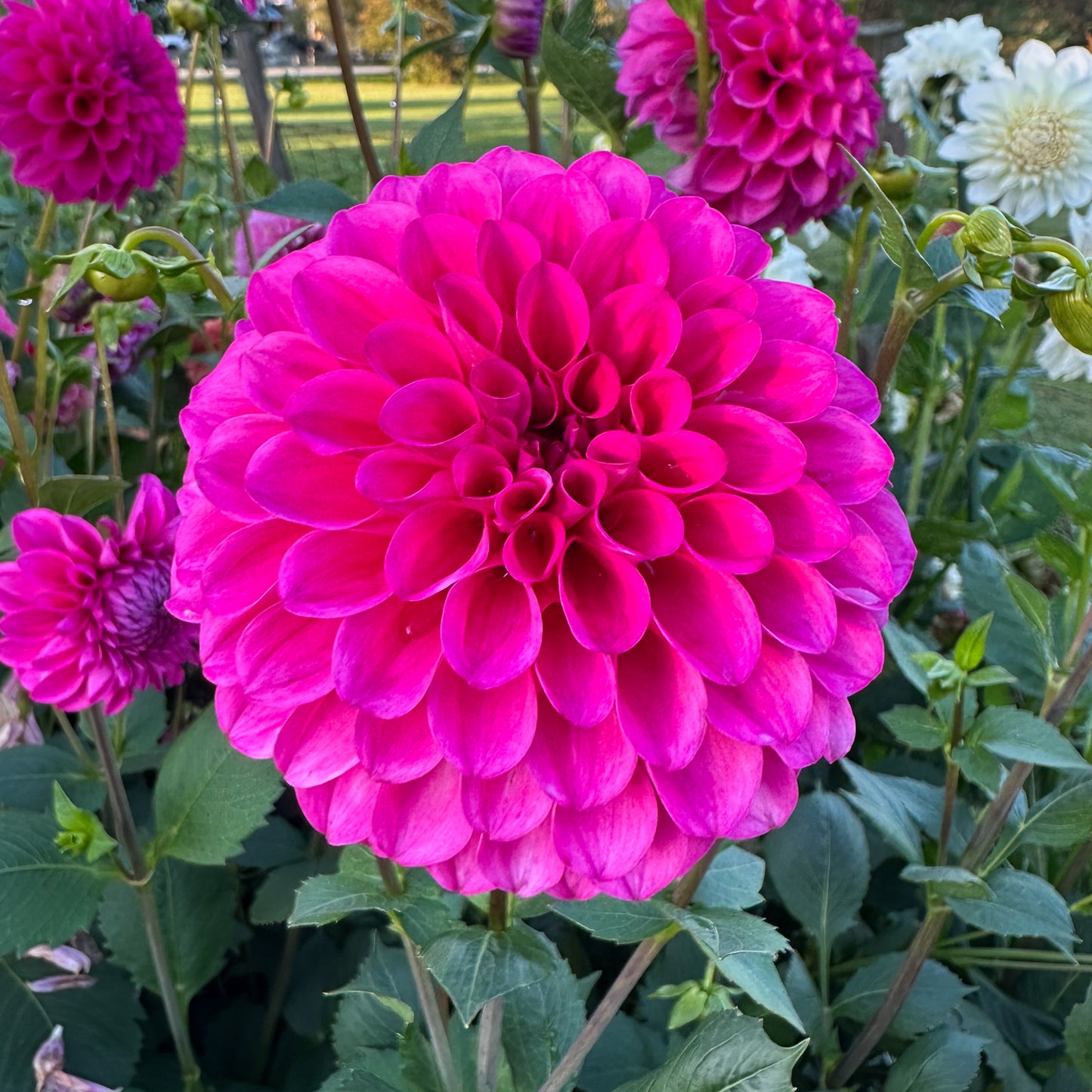 Dahlia Chimicum Katie