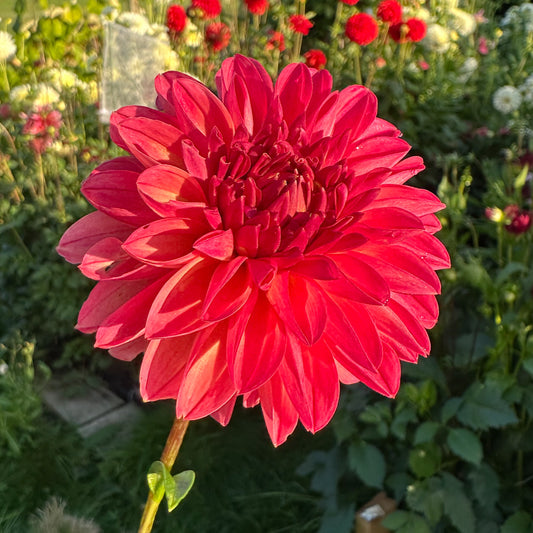sweet valley flowers chimicum nadjae coral dahlia tuber