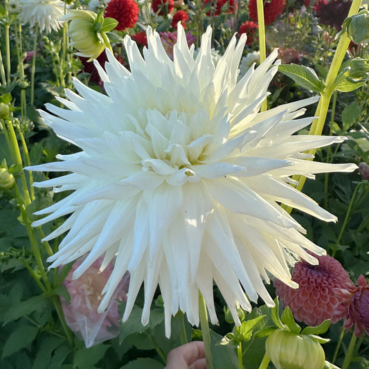 sweet valley flowers clearview tammy white semi cactus tuber