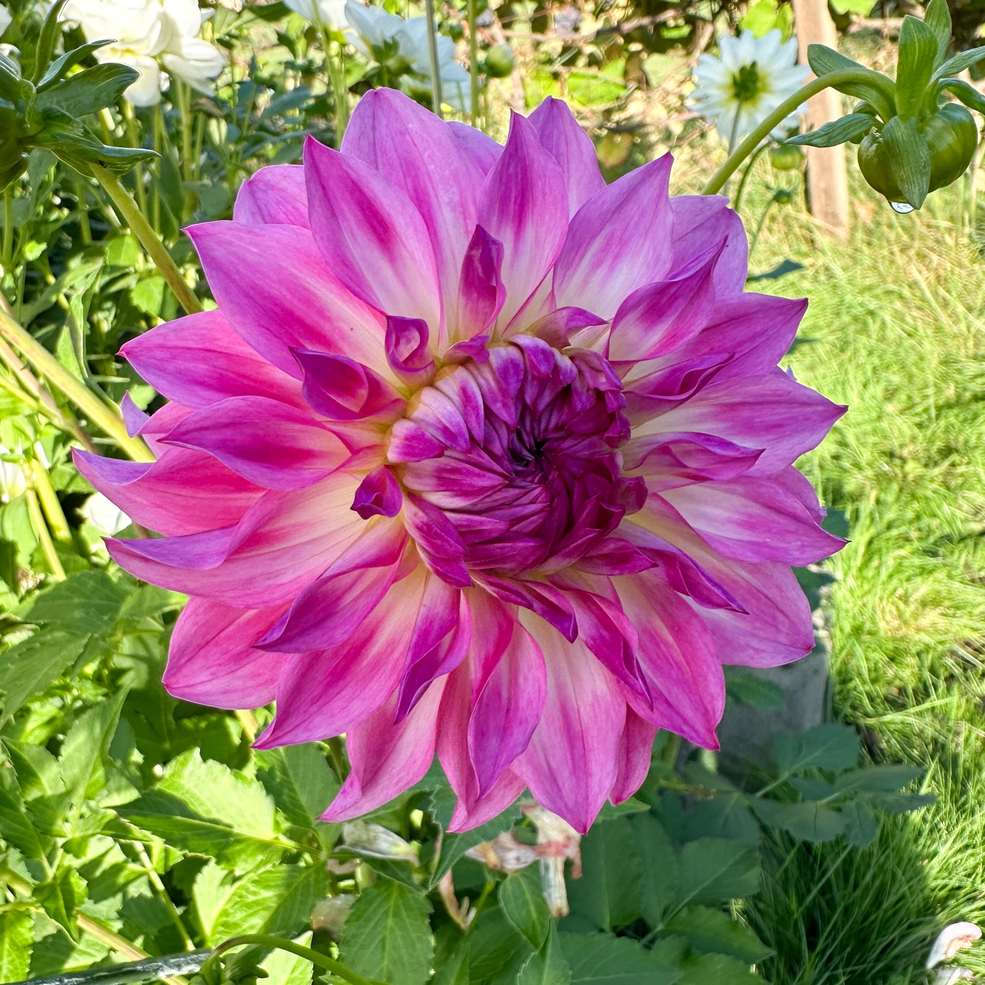 Sweet Valley Flowers Colorado Classic Pink and white Flower tuber