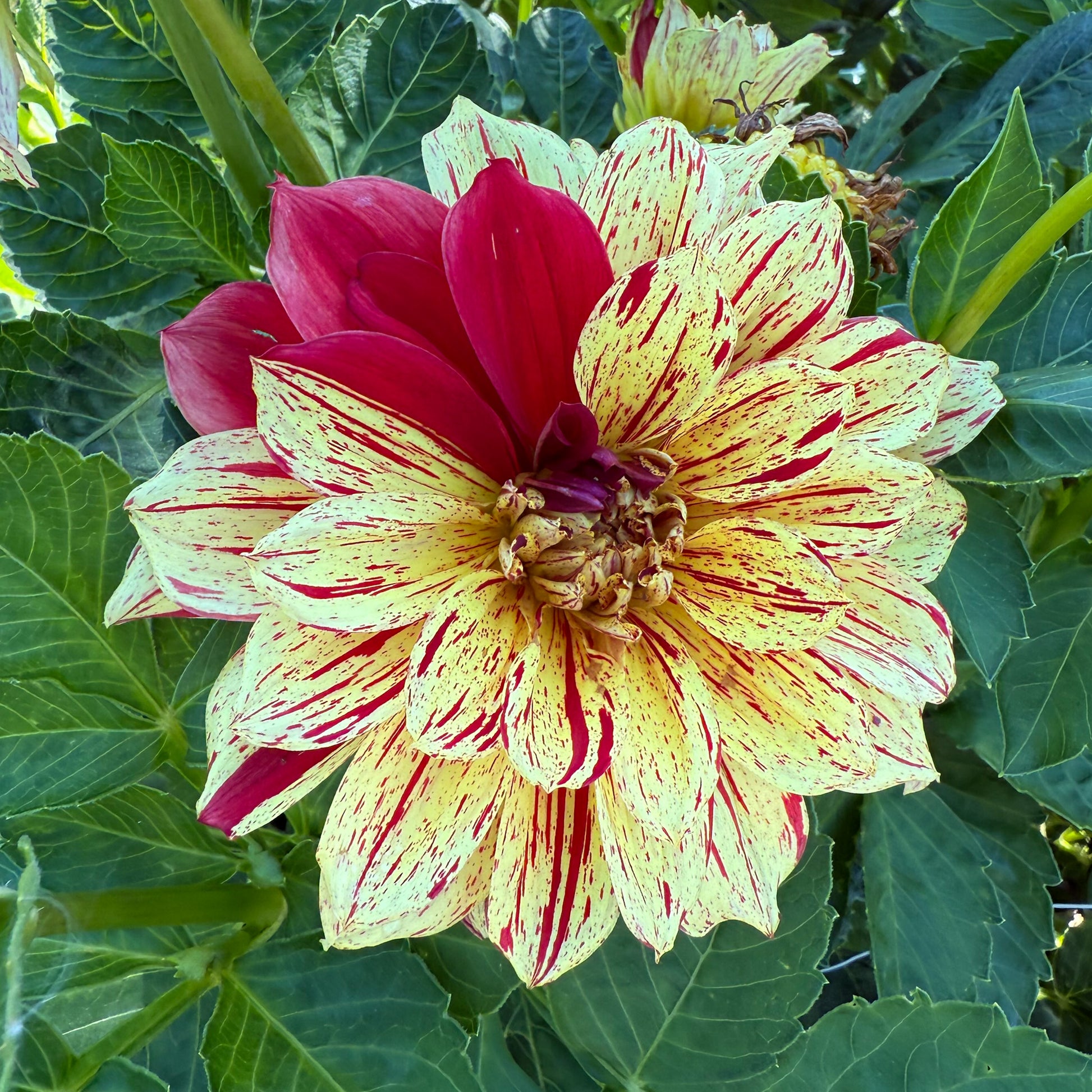 Sweet Valley Flowers Yellow and red flower langley connells gloriosa