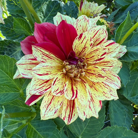 Sweet Valley Flowers Yellow and red flower langley connells gloriosa