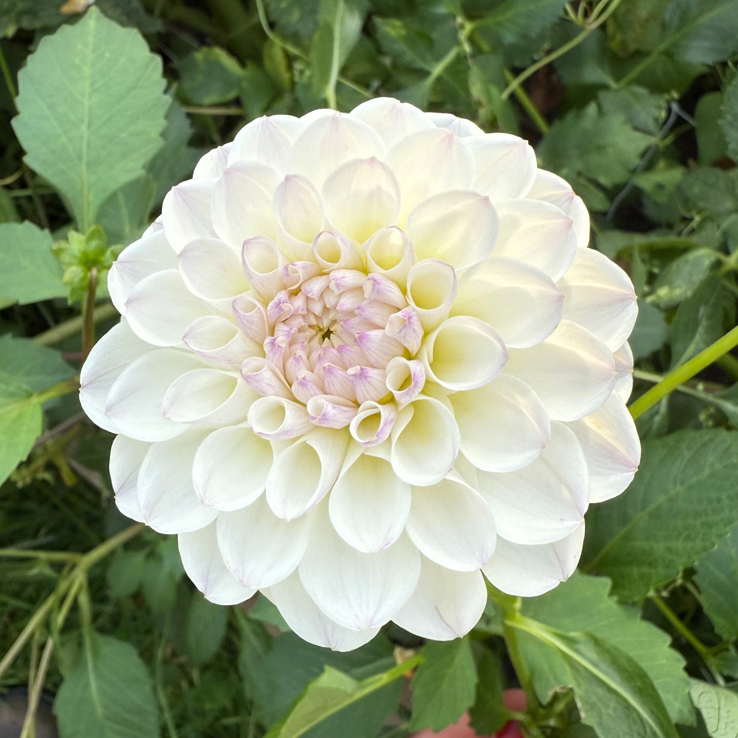 sweet valley flowers connie marion dahlia white ball flower with soft purple centre langley bc 