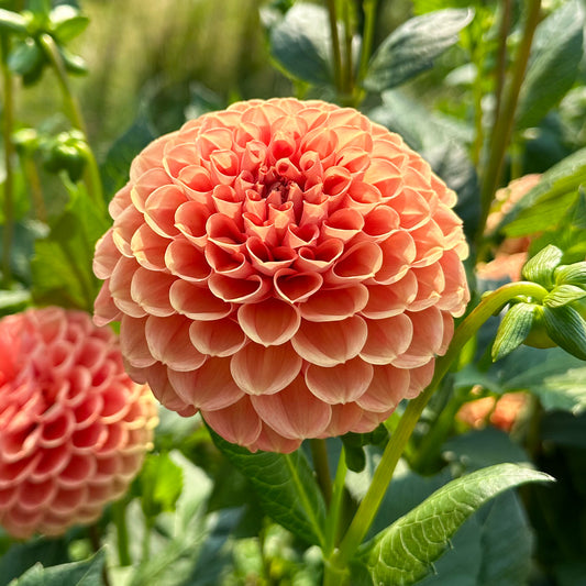 sweet valley flowers cornel bronze orange dahlia tuber
