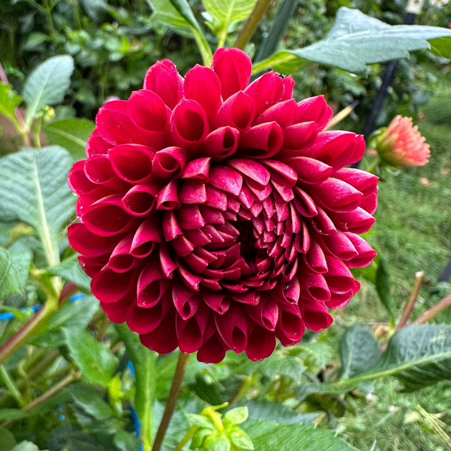 Dahlia Cornell