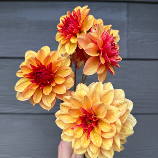 Sweet Valley Flowers creme de cognac dahlia yellow flower with red underneath and centre langley bc