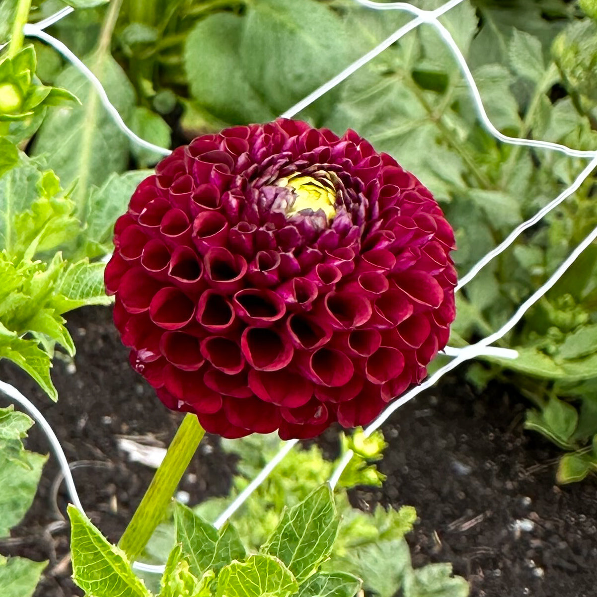 sweet valley flowers crossfield ebony burgundy flower tuber