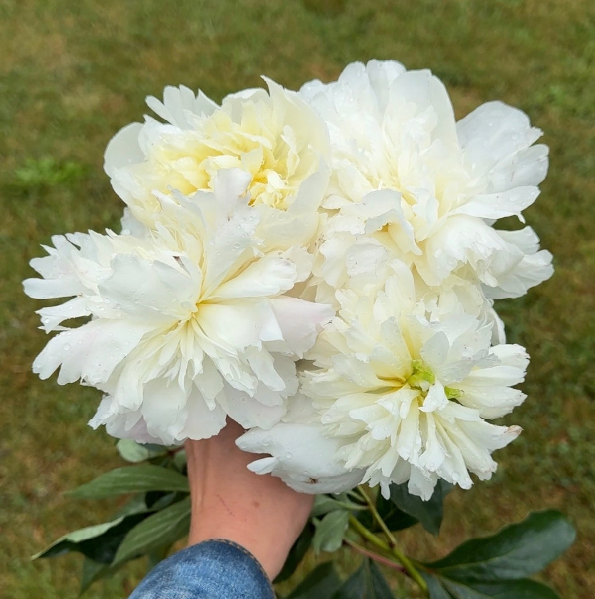 Dutchesse De Nemours Peony Root
