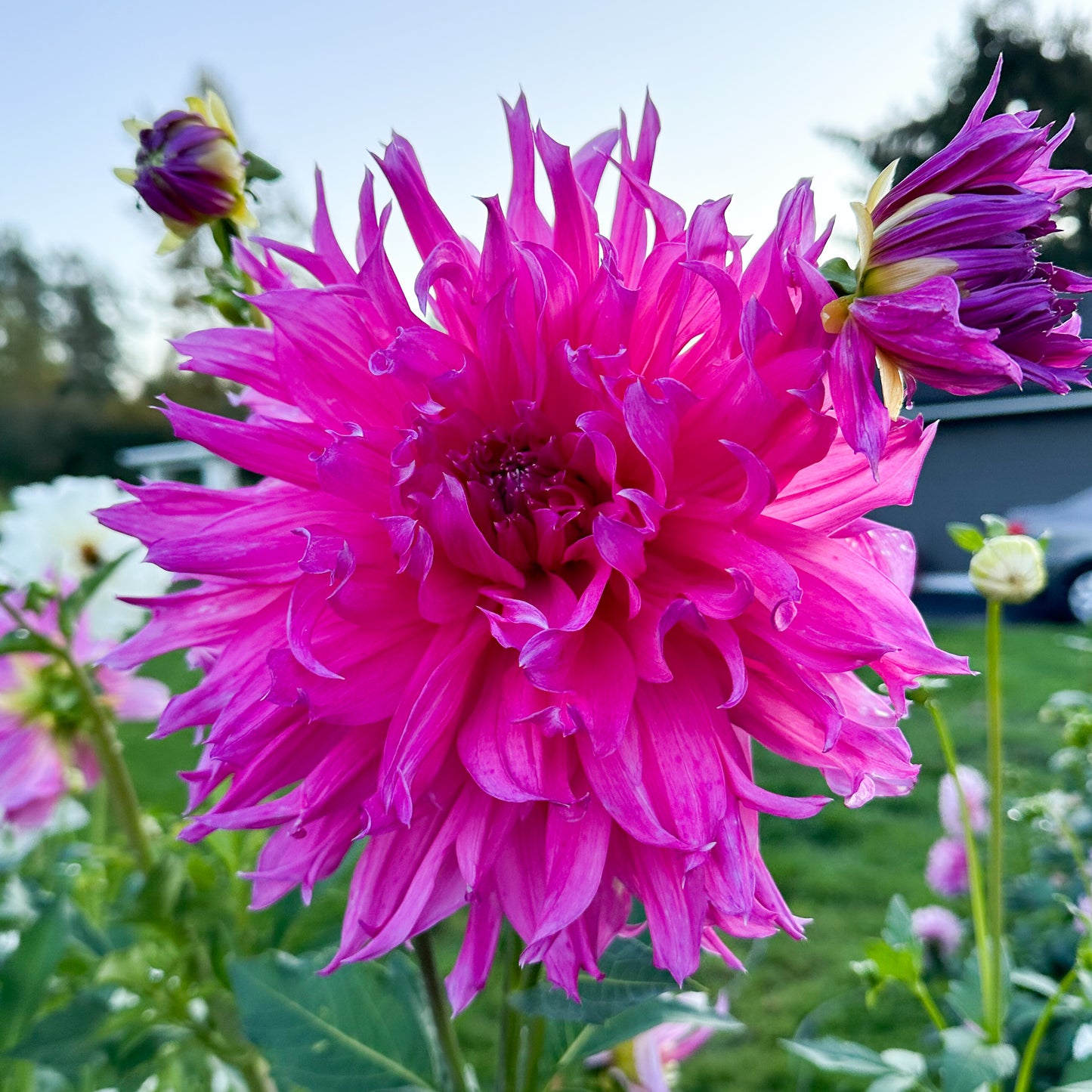 sweet valley flowers elsie huston pink tuber
