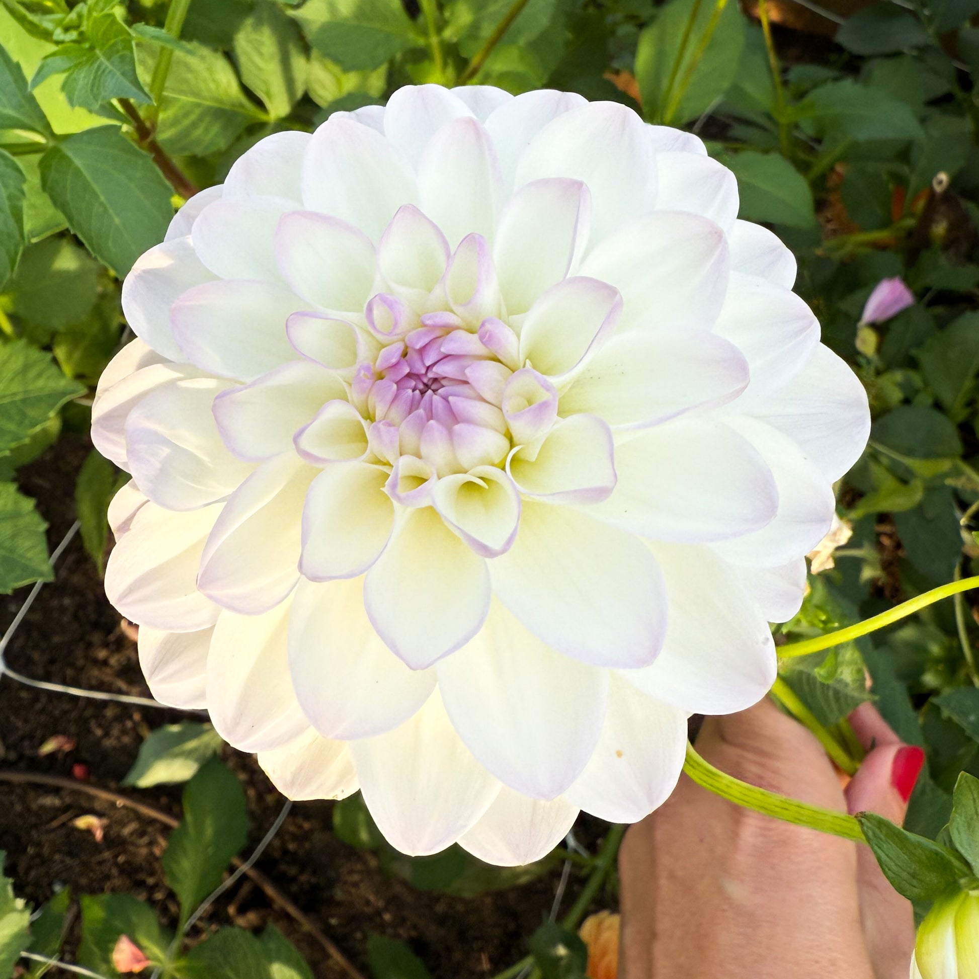 sweet valley flowers dahlia eveline white flower with lilac tips Langley bc 