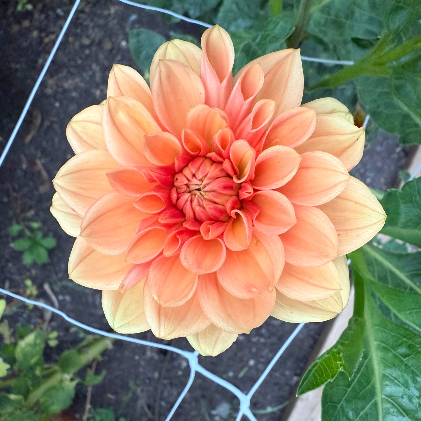 Sweet Valley Flowers ferncliff copper dahlia orange flower with darker orange centres langley bc 
