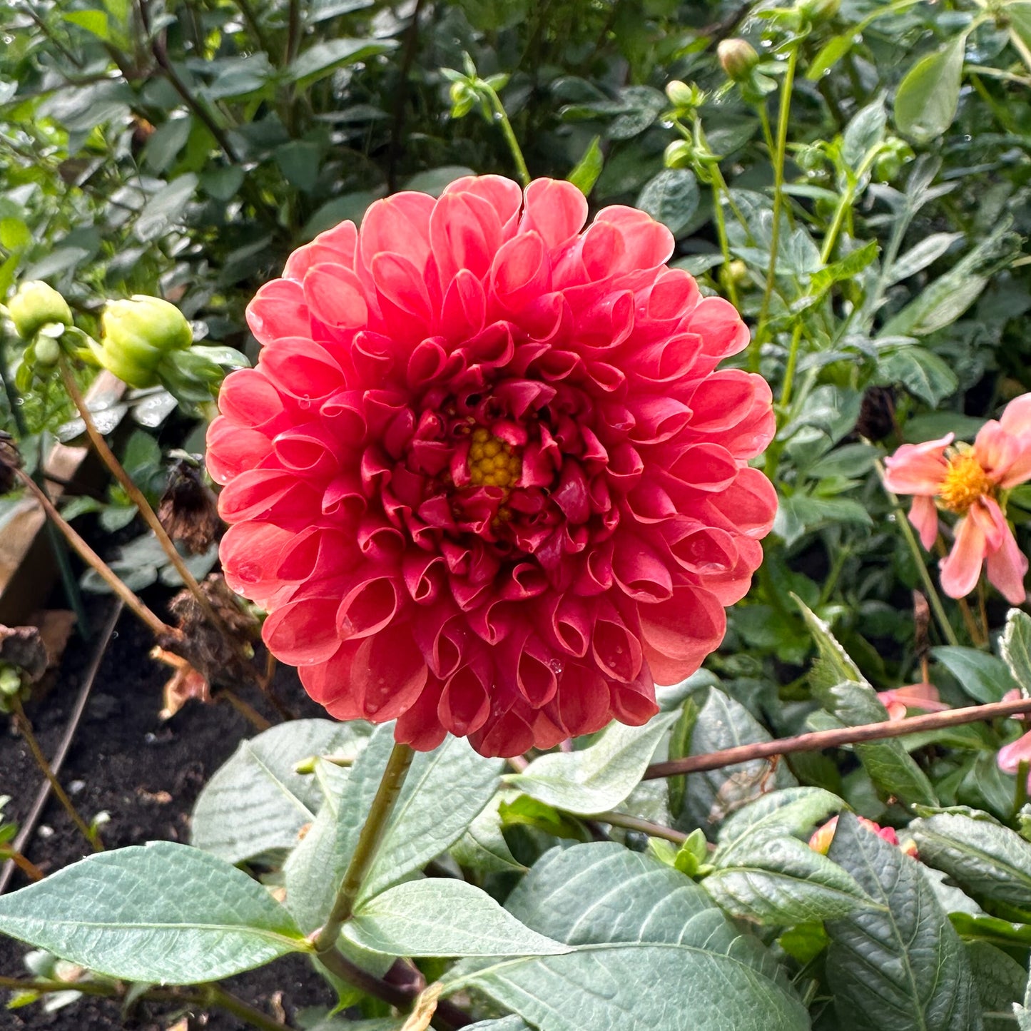 Dahlia Ferncliff Rusty