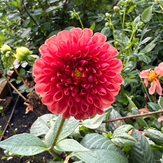 Dahlia Ferncliff Rusty