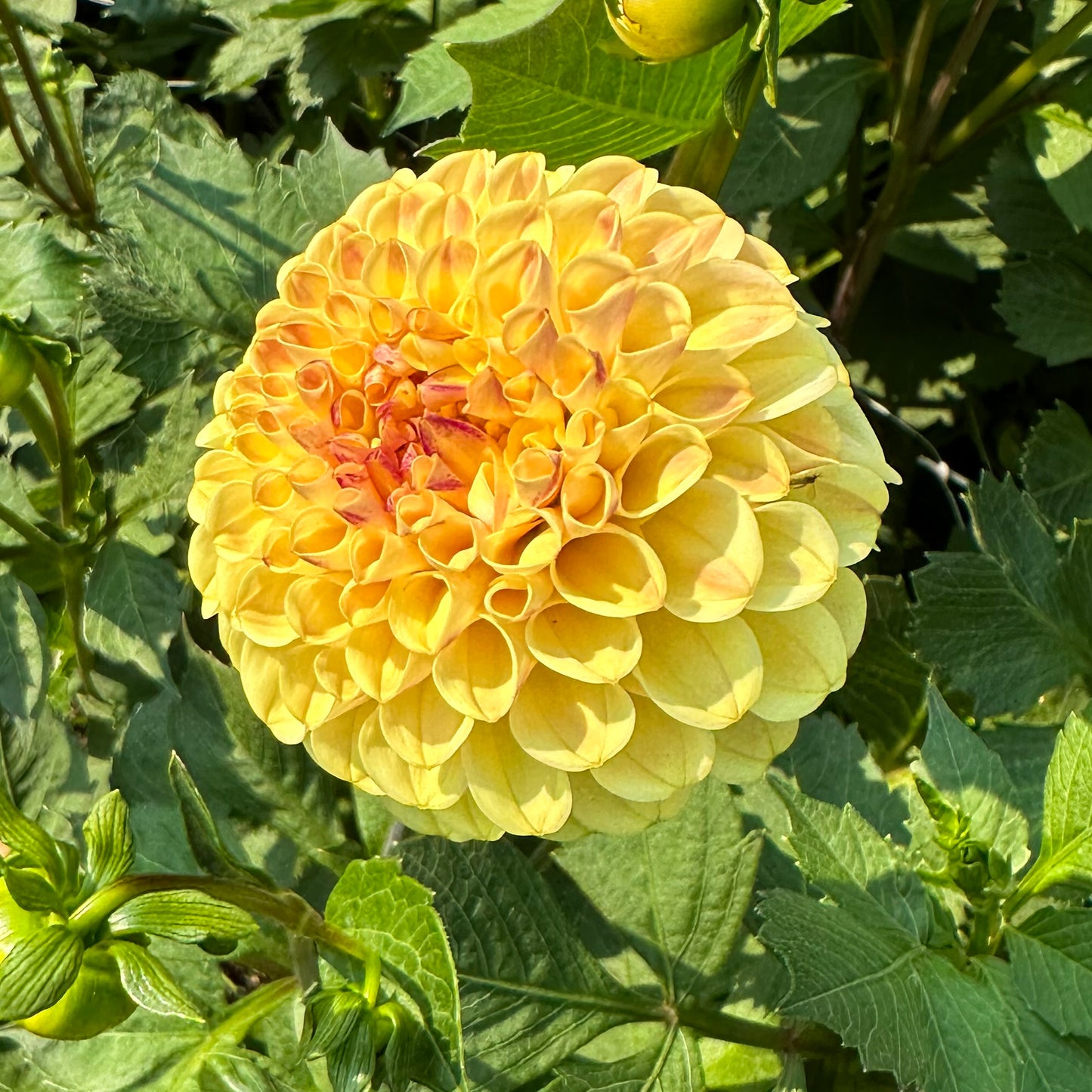 sweet valley flowers ferncliff spice yellow dahlia tuber
