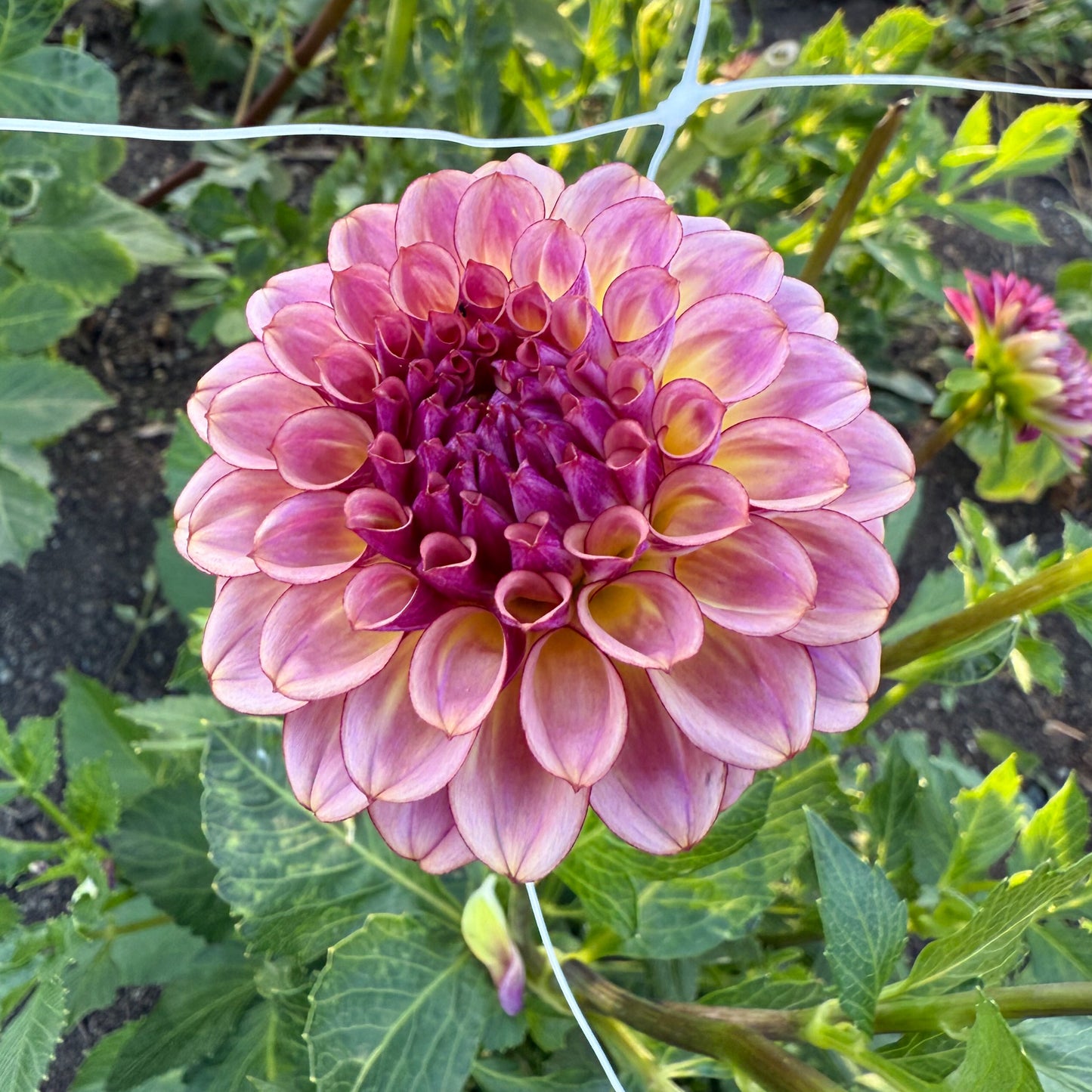 sweet valley flowers ferncliff thunder dahlia pink yellow and smokey purple flower langley bc 