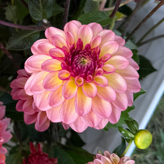 sweet valley flowers foxy lady dahlia pink flower with yellow and dark purple centre langley bc 