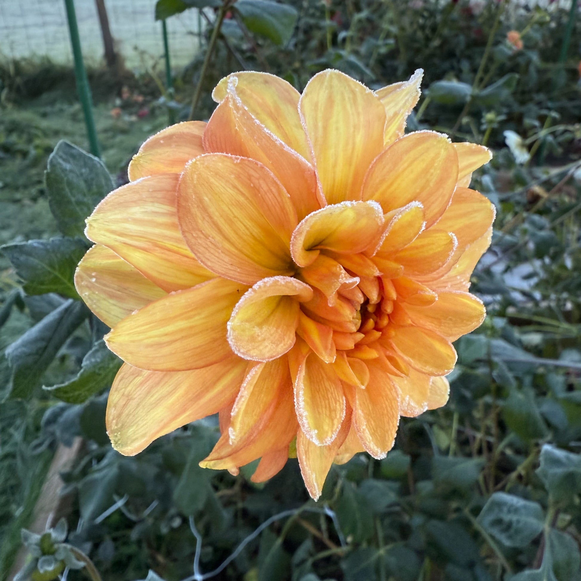 sweet valley flowers ginger snap dahlia yellow and orange flower langley bc