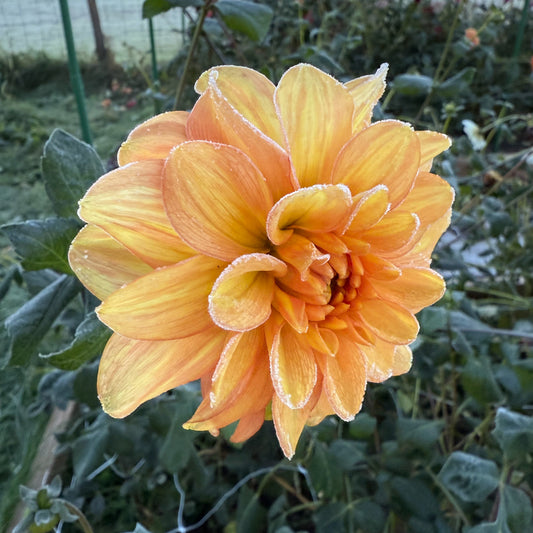 sweet valley flowers ginger snap dahlia yellow and orange flower langley bc