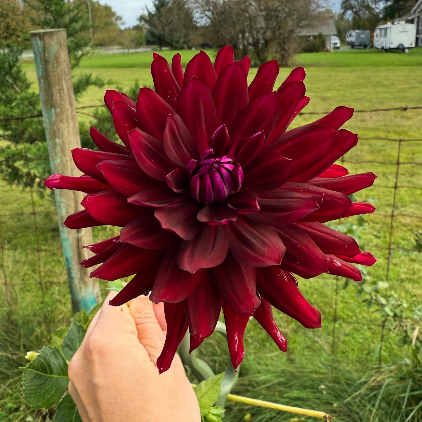 Dahlia Hollyhill Black Beauty
