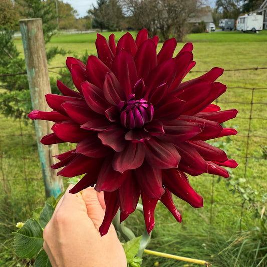 Dahlia Hollyhill Black Beauty