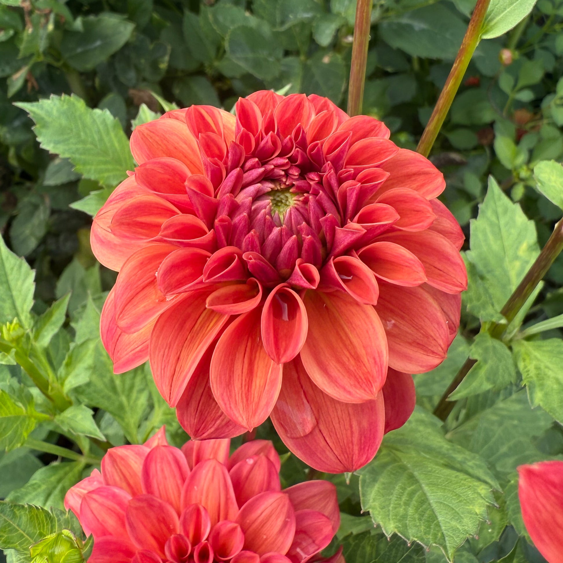 Sweet Valley Flowers Dahlia Iced Tea Bright Red and Orange flower langley bc