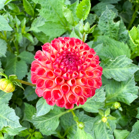 Dahlia Irish Glow