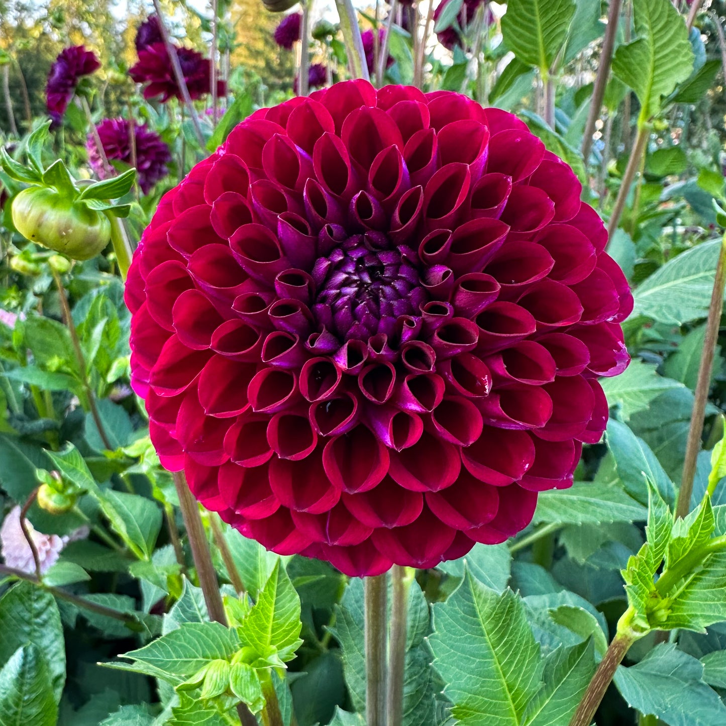 sweet valley flowers ivanetti purple dahlia tuber