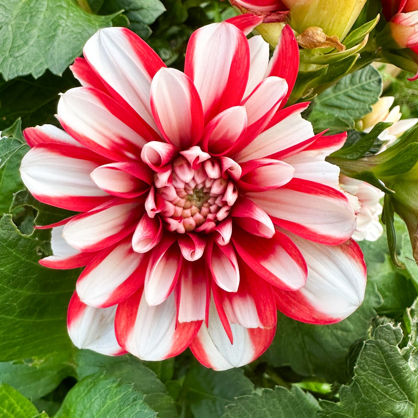 Sweet Valley Flowers jamiaca red and white flower tuber
