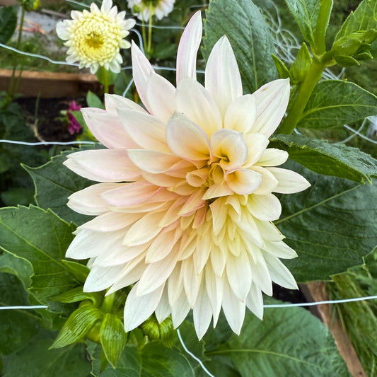 sweet valley flowers dahlia jolene cream coloured flower with pointed petals langley bc