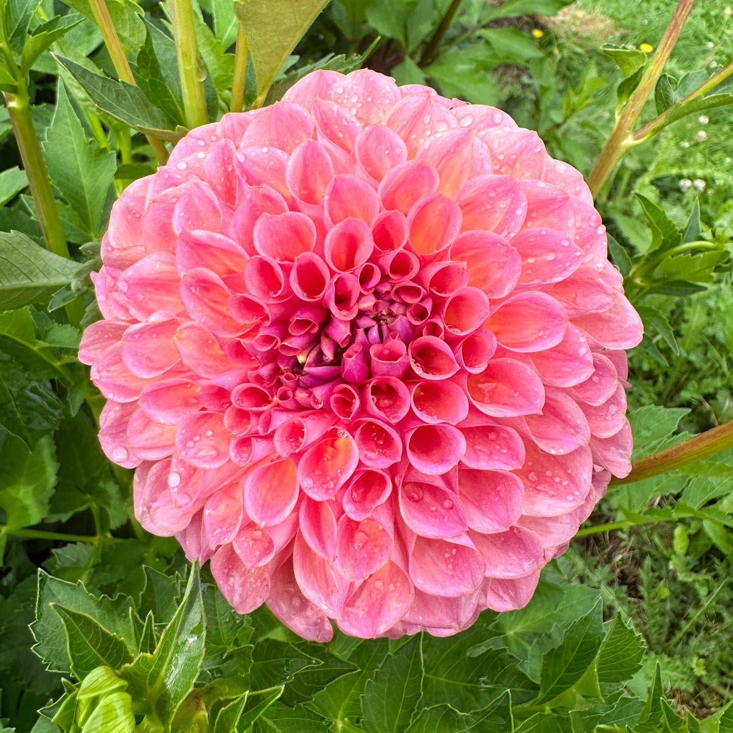 sweet valley flowers jowey winnie pink dahlia tuber