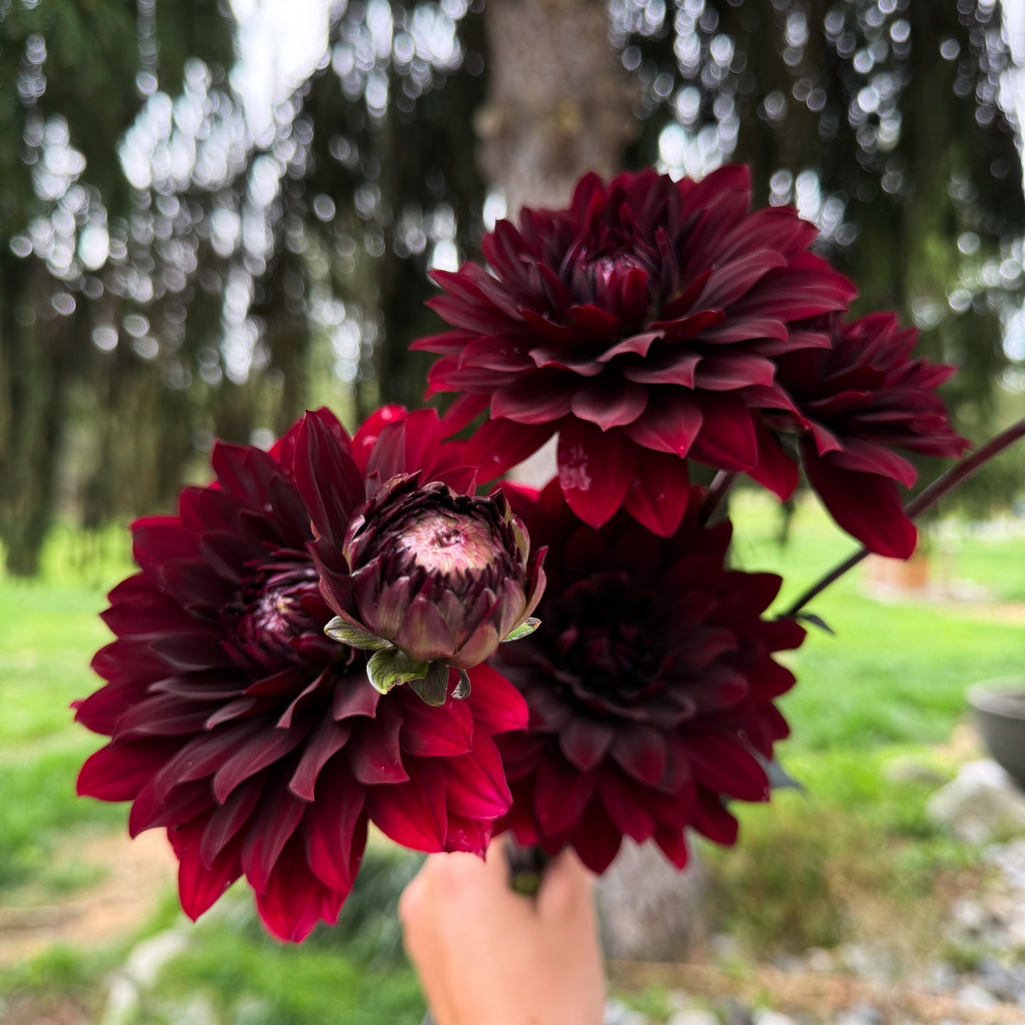 sweet valley flowers karma choc dark red flower with dark centre langley bc