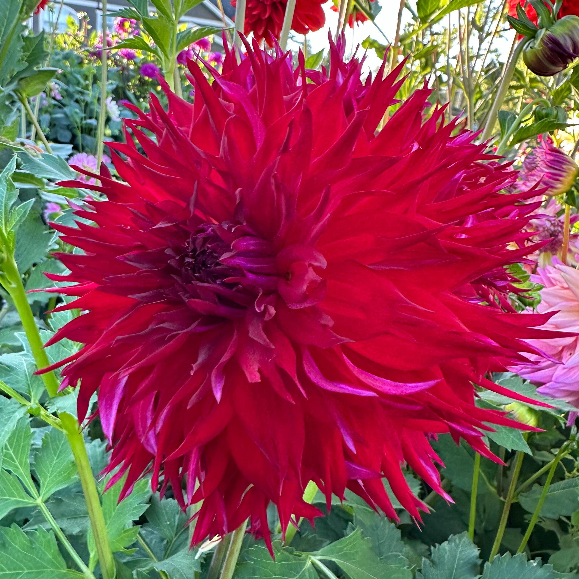 Sweet Valley Flowers red Dahlia Kim Marie tuber