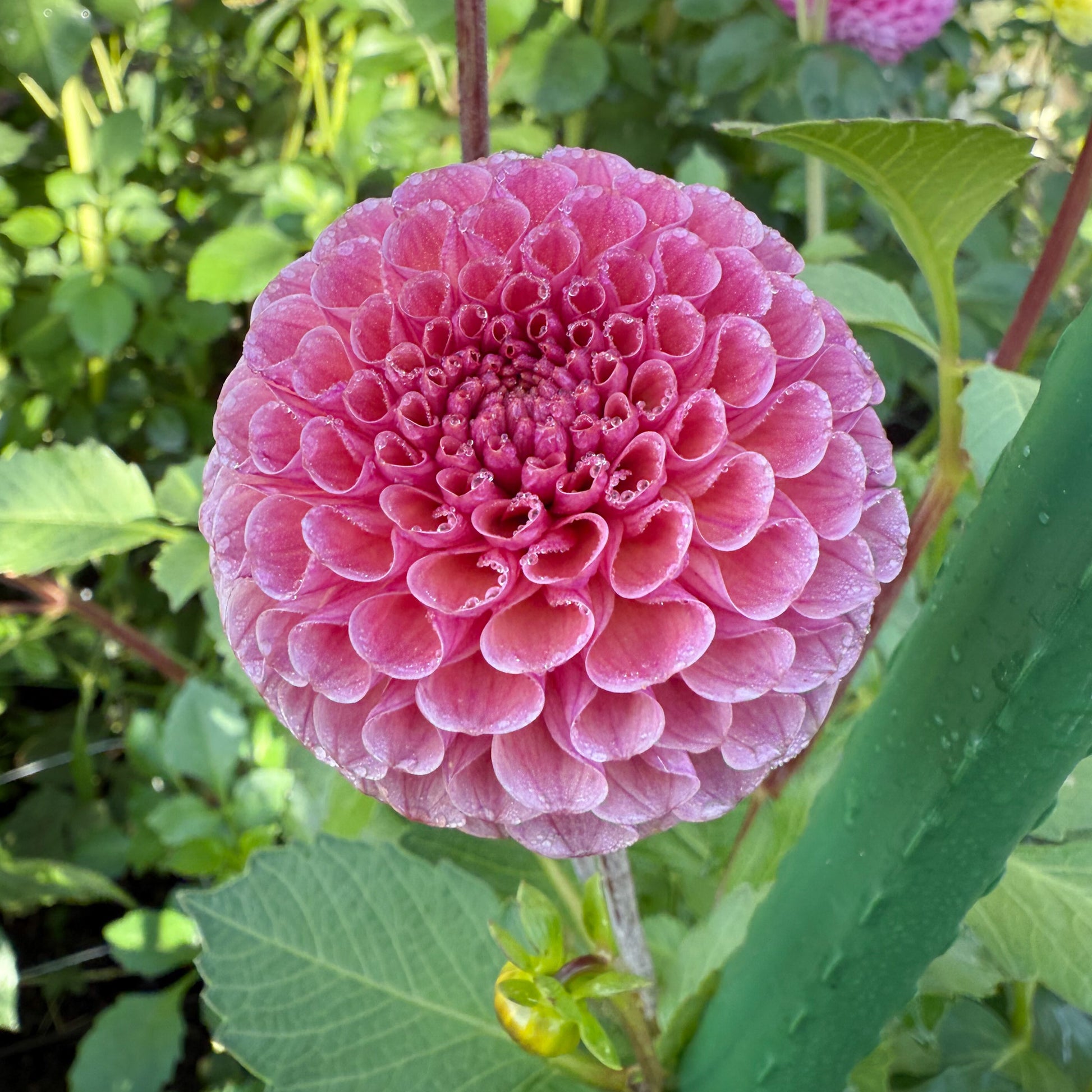 sweet valley flowers koko puff dahlia mauve coloured mini ball flower